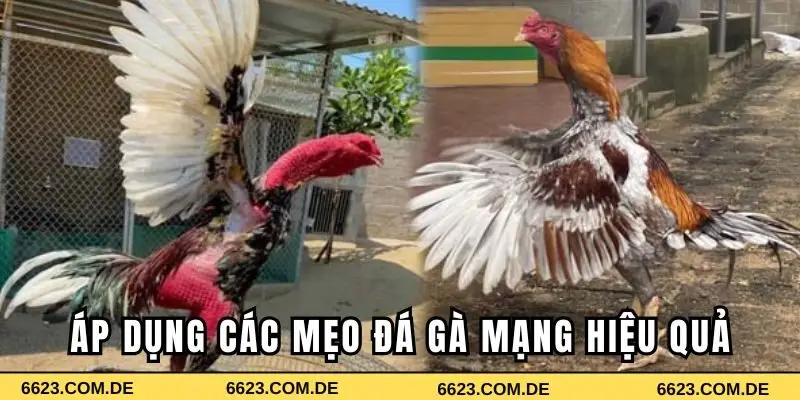 Áp dụng các mẹo đá gà mạng hiệu quả