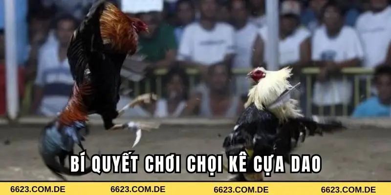 Bí quyết chơi chọi kê cựa dao