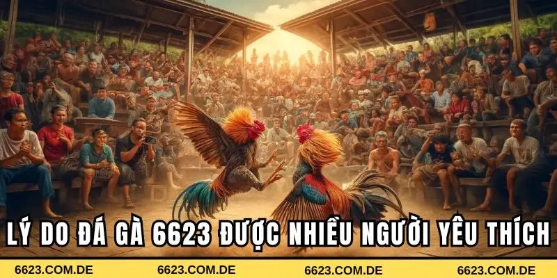 Lý do đá gà 6623 được nhiều người yêu thích