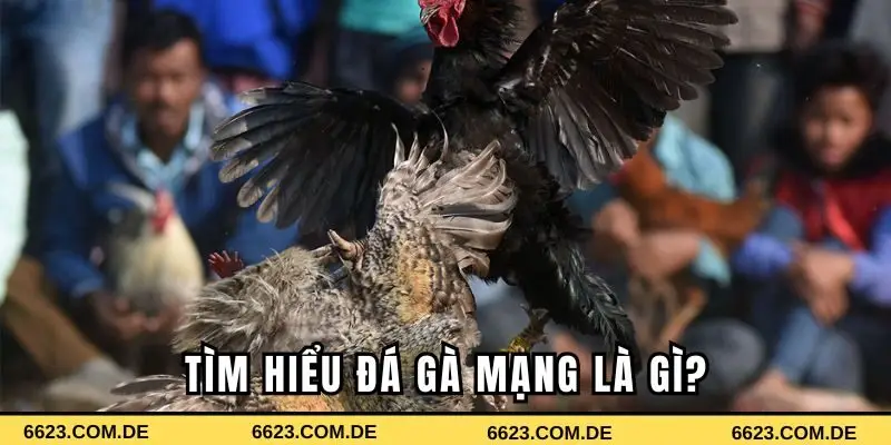 Tìm hiểu đá gà mạng là gì?