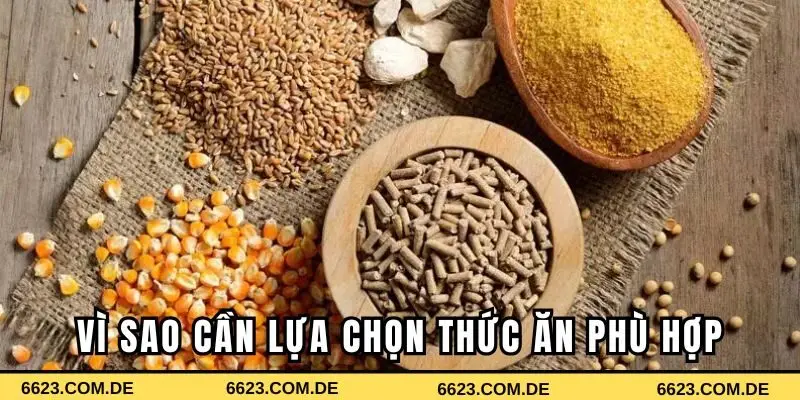 Vì sao cần lựa chọn thức ăn phù hợp cho gà chọi?